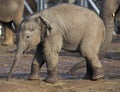 Baby elephant