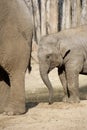 Baby Elephant Royalty Free Stock Photo