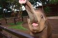 Baby elephant