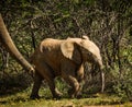 Baby Elephant