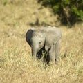 Baby elephant