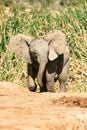 Baby elephant at Addo Elephant National Park