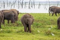 Baby elephant, adult elephants and savanna birds on a green field relaxing. Concept of animal care, travel and wildlife Royalty Free Stock Photo