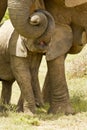 Baby elephant affection