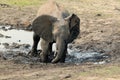 Baby elephant bathing in the mud Royalty Free Stock Photo