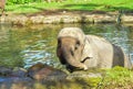Baby elephant bathing on pond Royalty Free Stock Photo