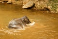 Baby Elephant bathing in the river - Thailand Royalty Free Stock Photo