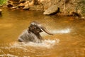 Baby Elephant bathing in the river - Thailand-2 Royalty Free Stock Photo