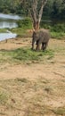 Baby Elephant in Bennerghatta Royalty Free Stock Photo