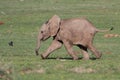 Baby Elephant and Bird Royalty Free Stock Photo