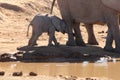 Baby elephant calf with herd