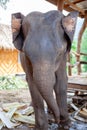 Baby elephant chained in the elephant camp site in Kanchanaburi, Thailand February 15, 2012