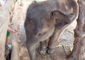 Baby elephant chained in the elephant camp site in Kanchanaburi, Thailand February 15, 2012