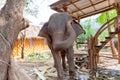 Baby elephant chained in the elephant camp site in Kanchanaburi, Thailand February 15, 2012