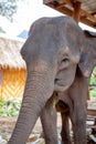 Baby elephant chained in the elephant camp site in Kanchanaburi, Thailand February 15, 2012