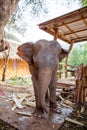 Baby elephant chained in the elephant camp site in Kanchanaburi, Thailand February 15, 2012