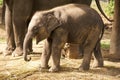 Baby elephant in chains Royalty Free Stock Photo