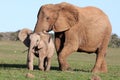 Baby Elephant Chasing Bird Royalty Free Stock Photo