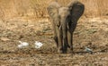 Baby elephant chasing birds Royalty Free Stock Photo