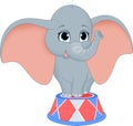 Baby Elephant in Circus