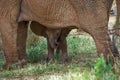 Baby elephant is close to his mother. Africa. Kenya. Tanzania. Serengeti. Maasai Mara. Royalty Free Stock Photo
