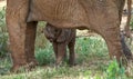 Baby elephant is close to his mother. Africa. Kenya. Tanzania. Serengeti. Maasai Mara. Royalty Free Stock Photo