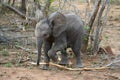 Baby elephant closeup in the savanna