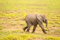 Baby elephant coming out of the marsh