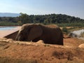 Baby Elephant coming out to play in Magaliesberg