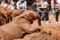 Baby elephant at David sheldrick elephant orphanage mud bathing Royalty Free Stock Photo