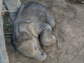 Baby elephant Royalty Free Stock Photo