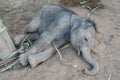 Baby elephant Royalty Free Stock Photo