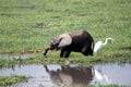 Baby elephant eating