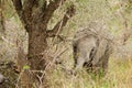 Baby elephant eating in the bush Royalty Free Stock Photo