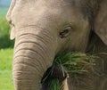 A baby Elephant Royalty Free Stock Photo