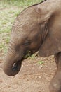 Baby elephant eating grass Royalty Free Stock Photo