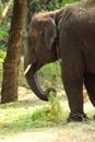 A Baby Elephant eating grass. closeup. Royalty Free Stock Photo