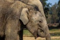 Baby Elephant Eating Leaves Royalty Free Stock Photo