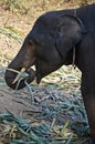 Baby elephant eating leaves Royalty Free Stock Photo