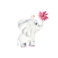 Baby elephant with echinacea flower isolated on white background. Watercolor hand drawn illustration.