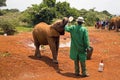 Baby elephant feeding from a bottle of milk Royalty Free Stock Photo