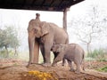 Baby Elephant Feeding