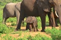Baby elephant feeling safe