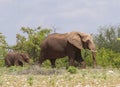 Baby elephant following his mother in Mapungubwe National Park South Africa