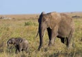 Baby elephant it goes close to his mother. Africa. Kenya. Tanzania. Serengeti. Maasai Mara. Royalty Free Stock Photo