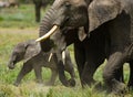 Baby elephant it goes close to his mother. Africa. Kenya. Tanzania. Serengeti. Maasai Mara. Royalty Free Stock Photo