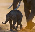 Baby elephant it goes close to his mother. Africa. Kenya. Tanzania. Serengeti. Maasai Mara. Royalty Free Stock Photo