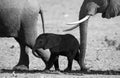 Baby elephant it goes close to his mother. Africa. Kenya. Tanzania. Serengeti. Maasai Mara. Royalty Free Stock Photo