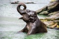 Baby Elephant has fun taking a bath in the river Royalty Free Stock Photo