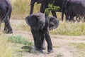 Baby elephant having fun with branch Royalty Free Stock Photo